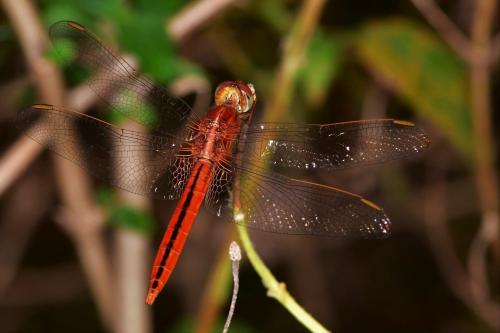 Crocothemis servilia